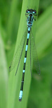 Image of Variable Bluet