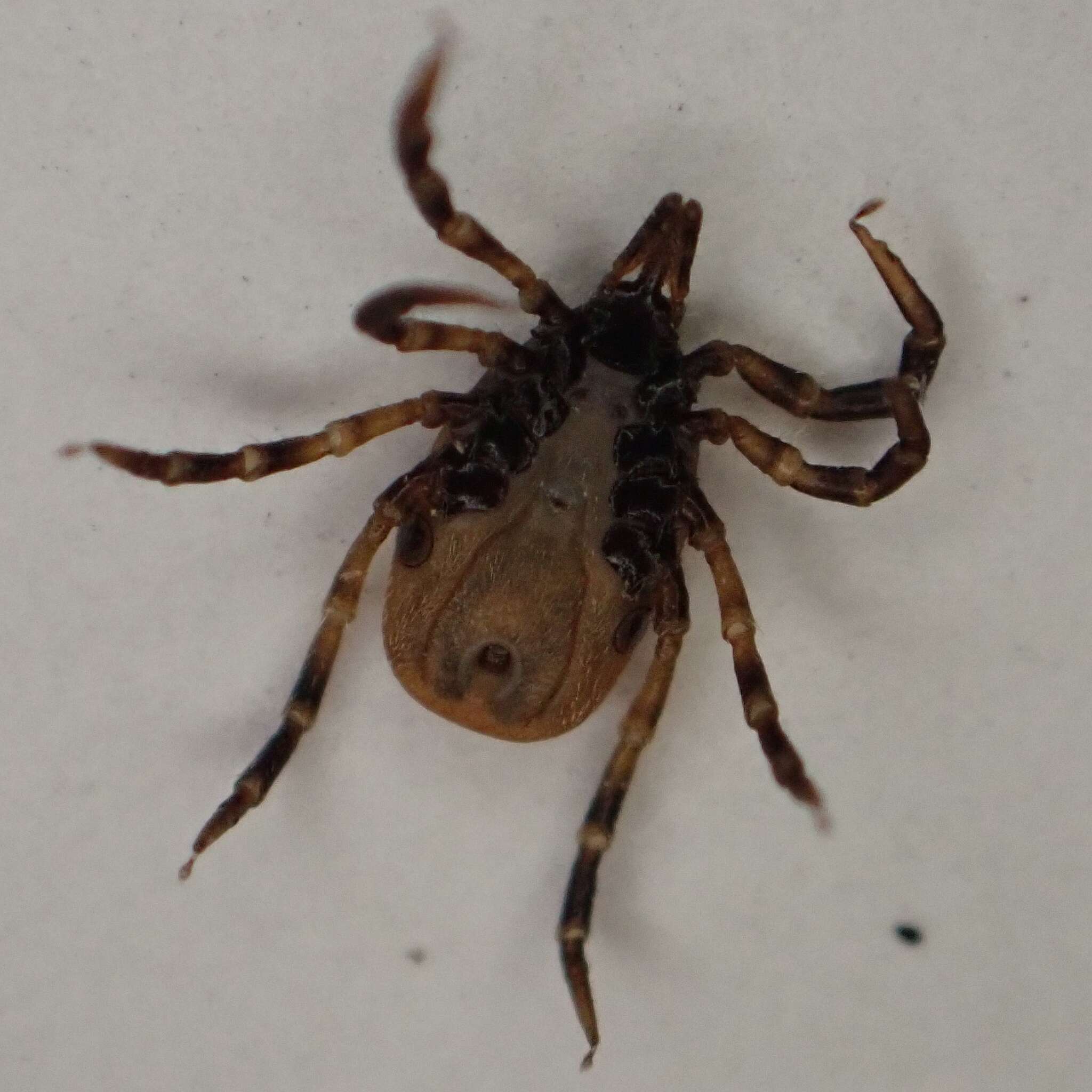 Ixodes frontalis (Panzer 1798)的圖片