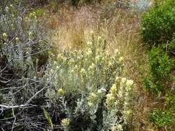 Image of whitefelt Indian paintbrush