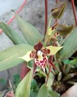 Image of Rhynchostele maculata (Lex.) Soto Arenas & Salazar