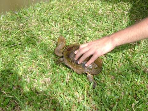 Image of Argentine snake-necked turtle