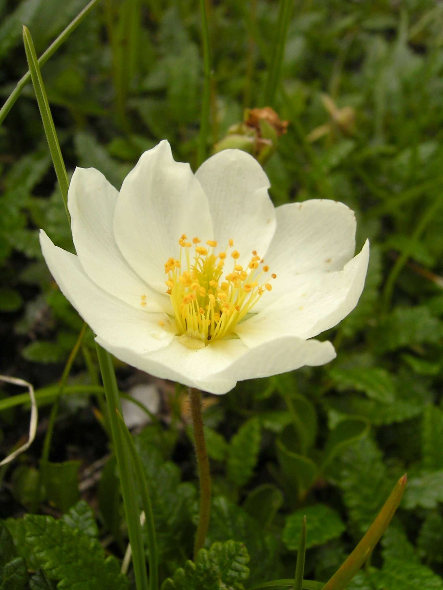 Imagem de Dryas octopetala L.