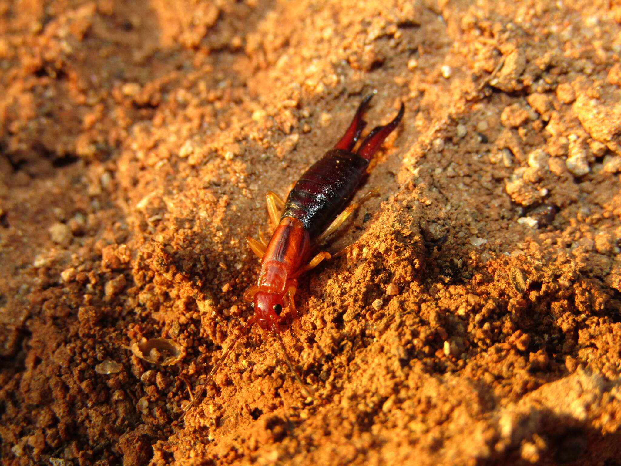 Image of Forficula senegalensis Audinet-Serville 1838