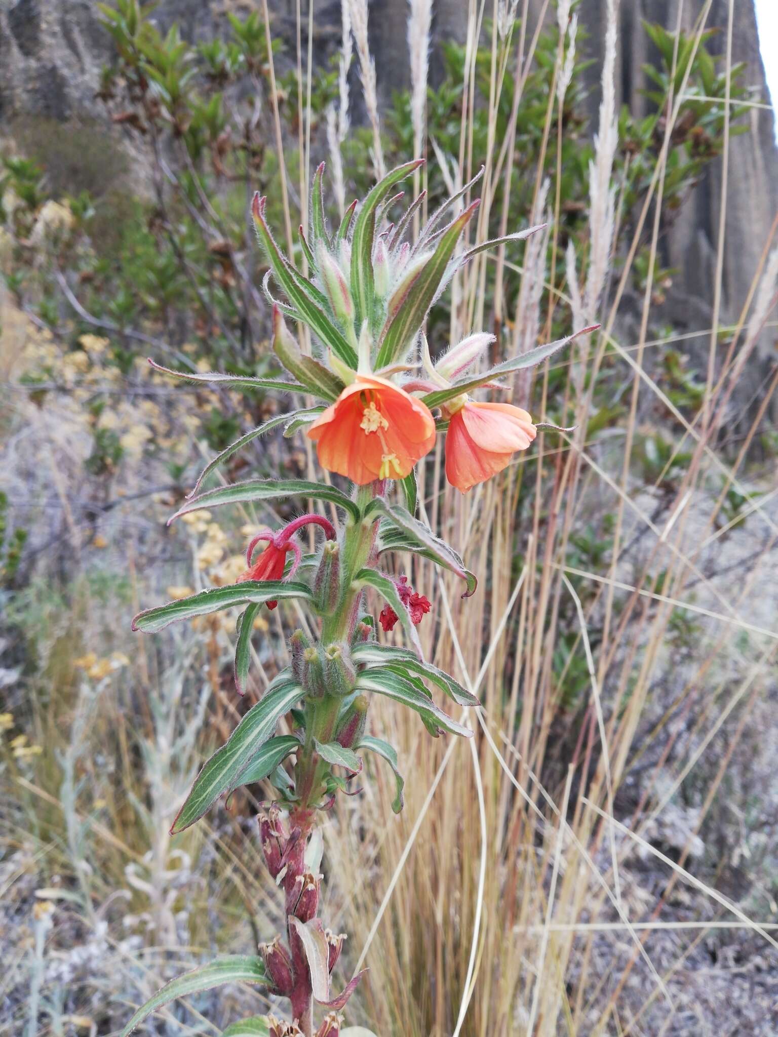 Imagem de Oenothera versicolor Lehm.