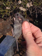 Image of Peromyscus fraterculus (Miller 1892)