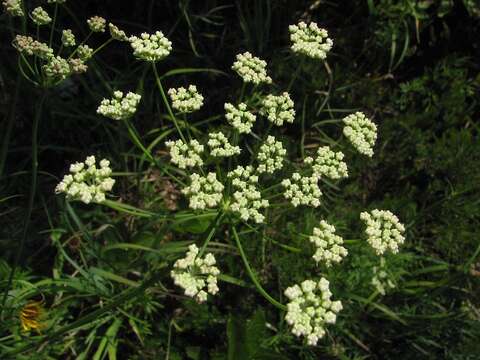 Слика од Dichoropetalum schottii (Besser ex DC.) Pimenov & Kljuykov