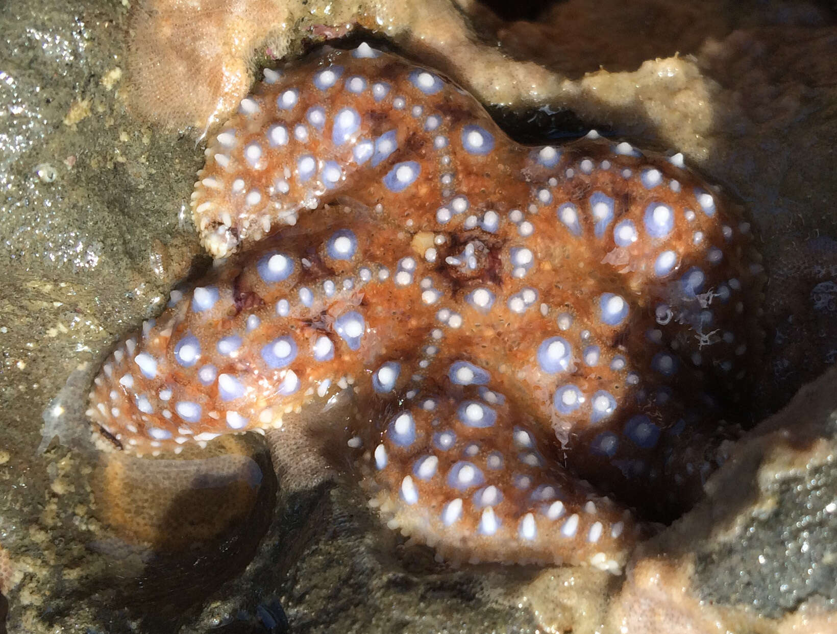 Image of Giant seastar