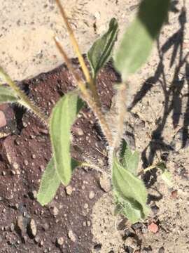 Image of Helianthus deserticola Heiser