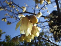 Image of Fragrant Wintersweet