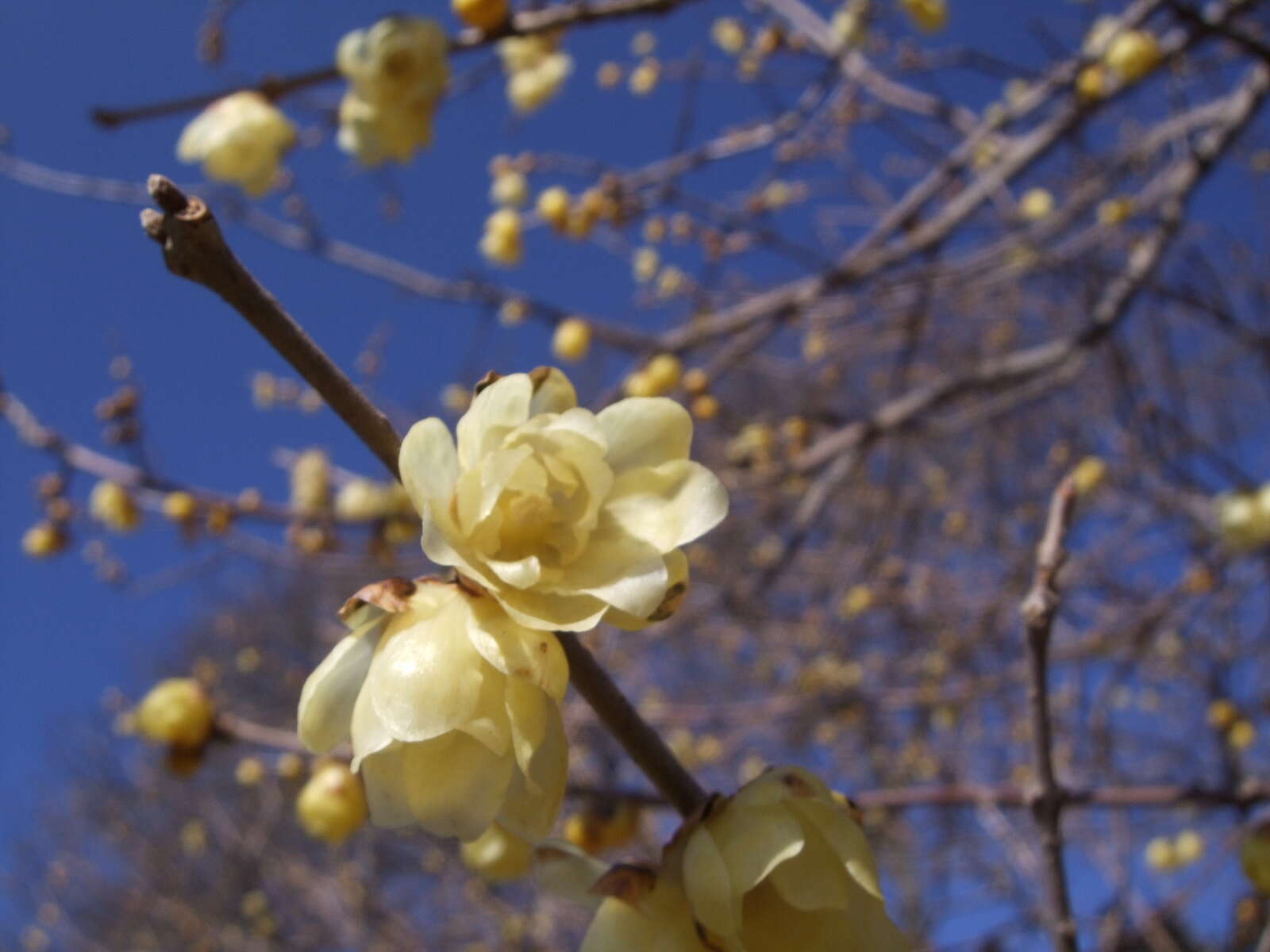 Image de Chimonanthus praecox (L.) Link