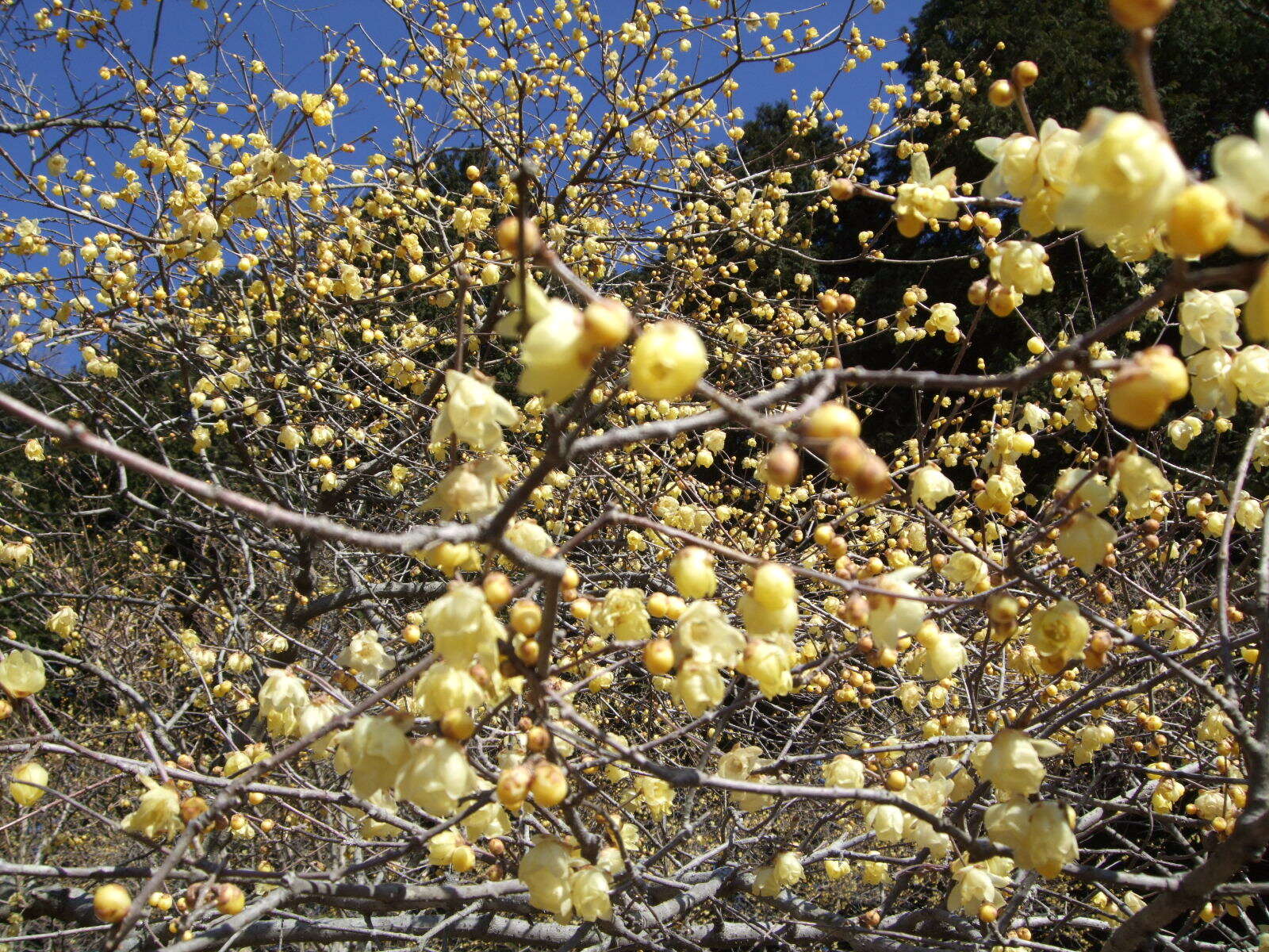 Image de Chimonanthus praecox (L.) Link