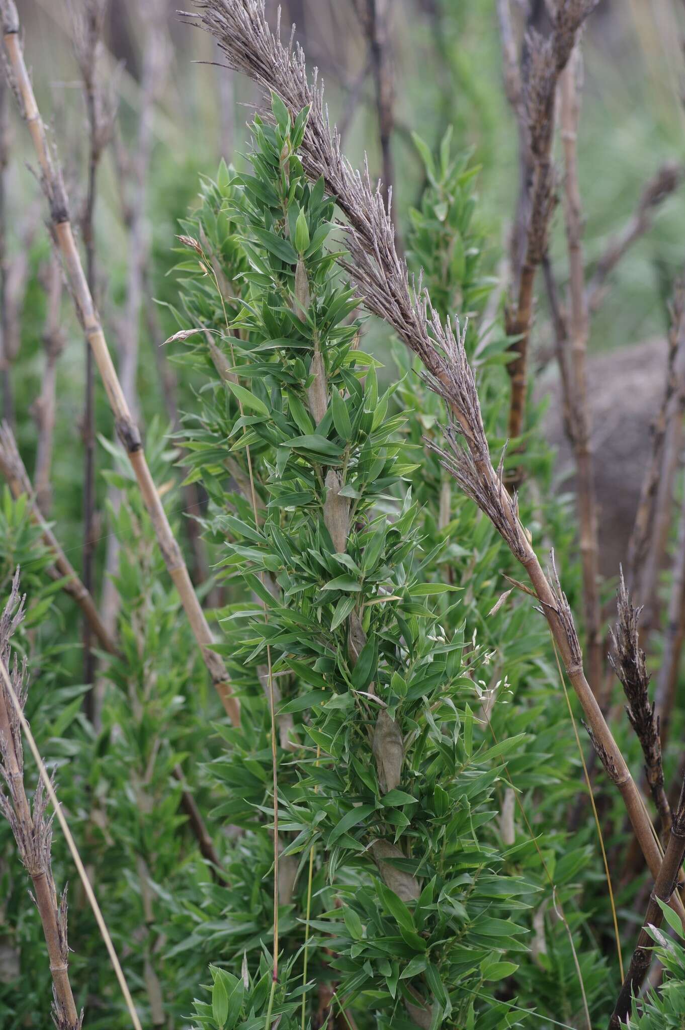 Image de Bergbambos