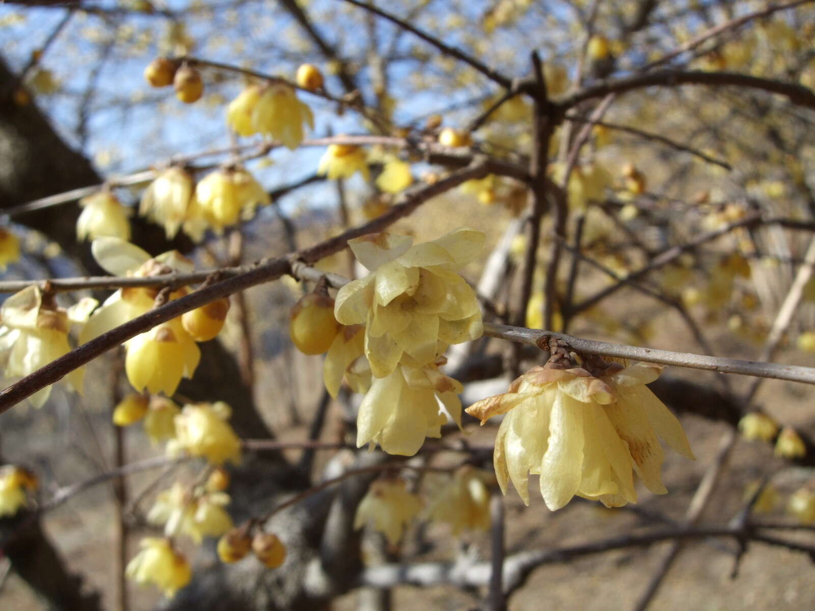 Image de Chimonanthus praecox (L.) Link