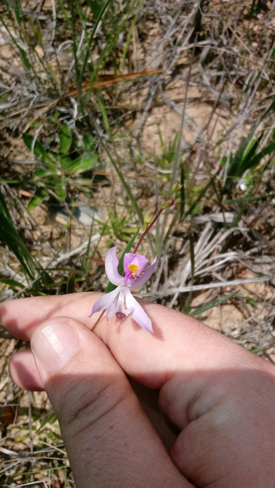 Calopogon pallidus Chapm.的圖片