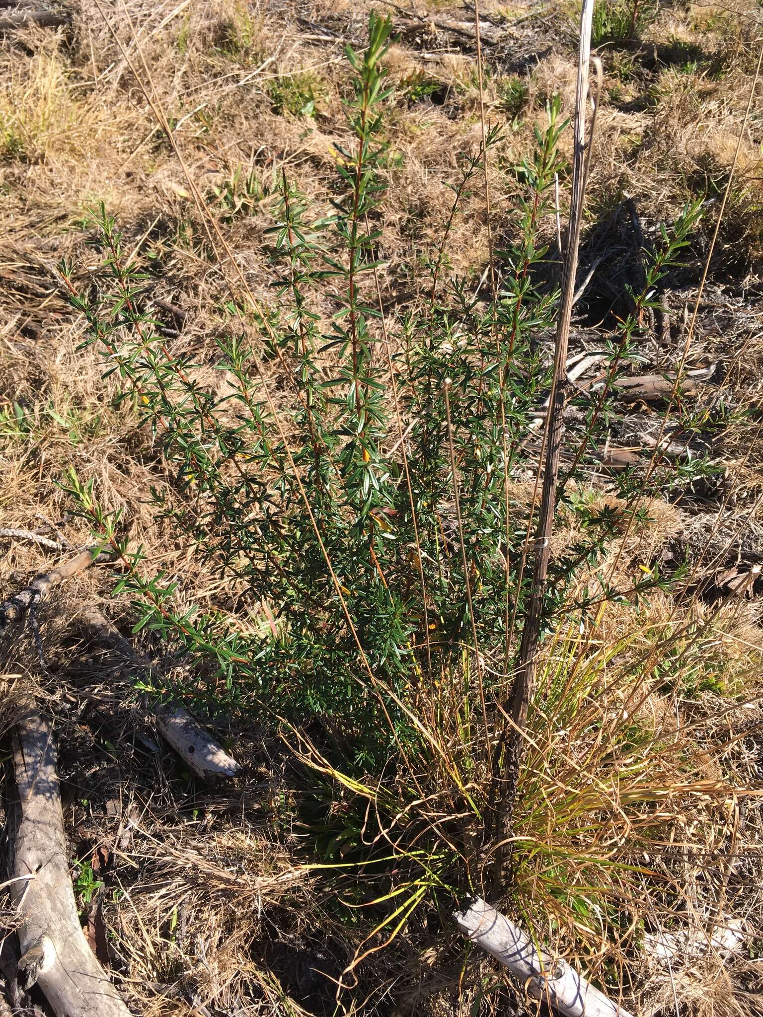 Image of Bedstraw St. John's-Wort