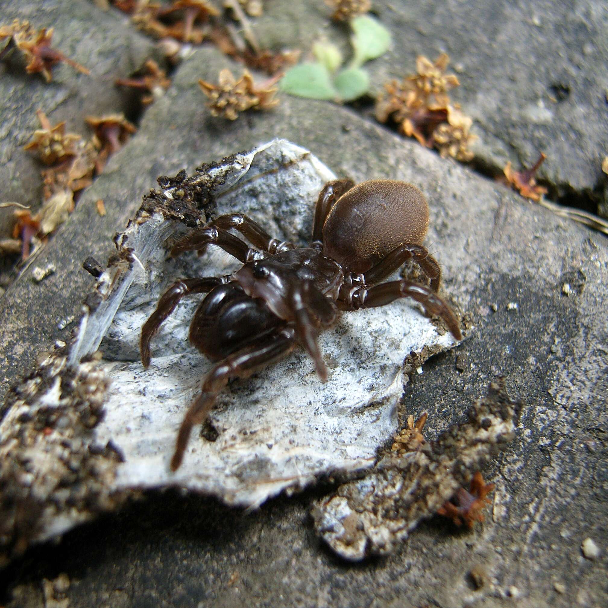 Image of Atypus