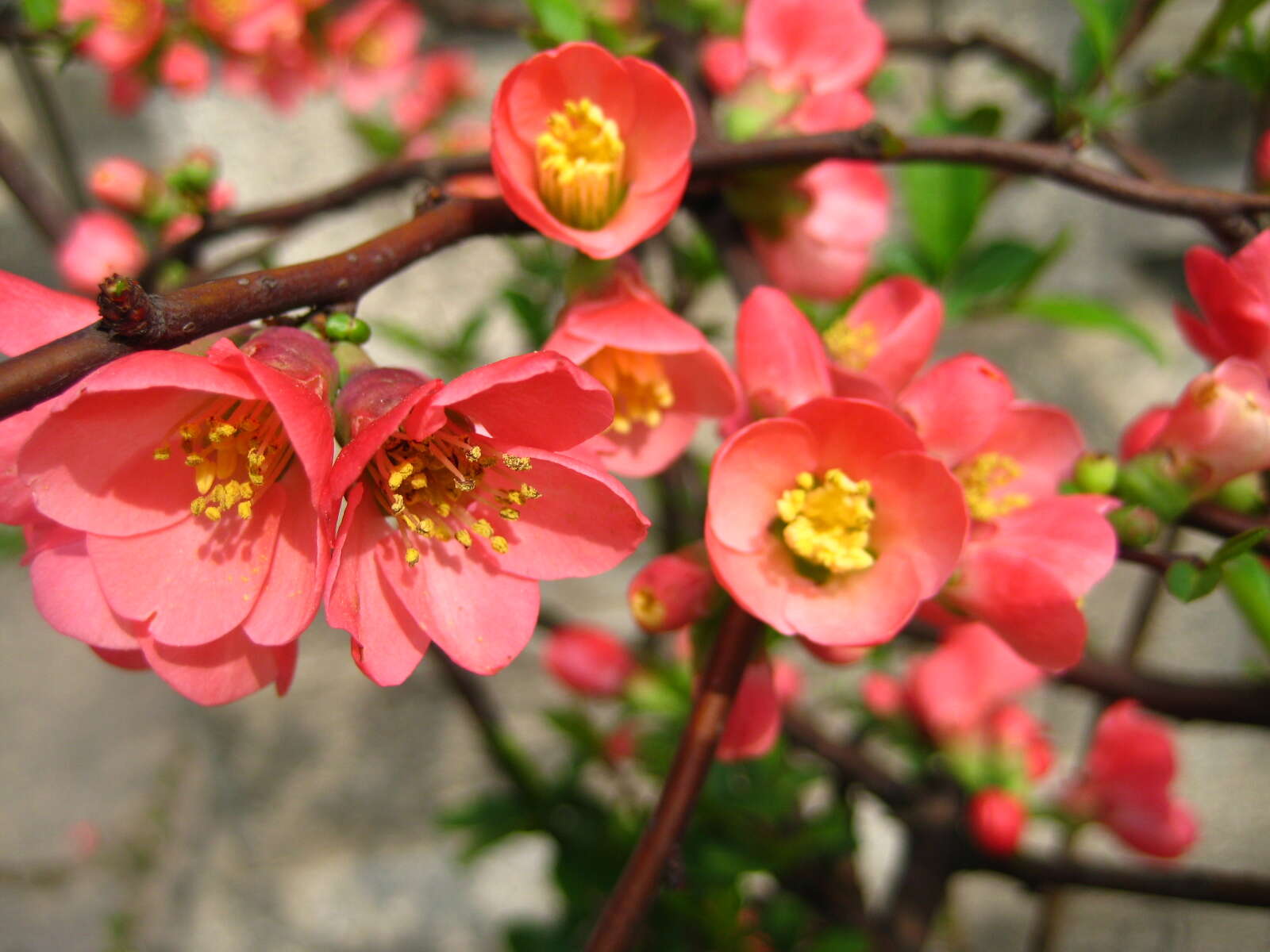 Image of flowering quince