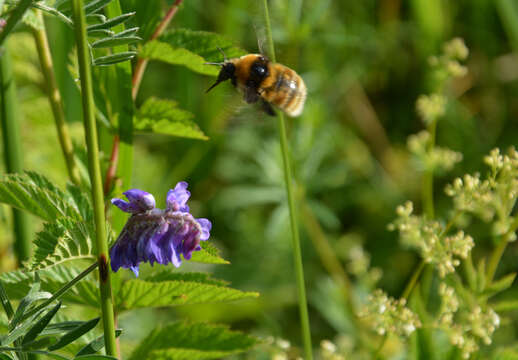 Plancia ëd Bombus distinguendus Morawitz 1869