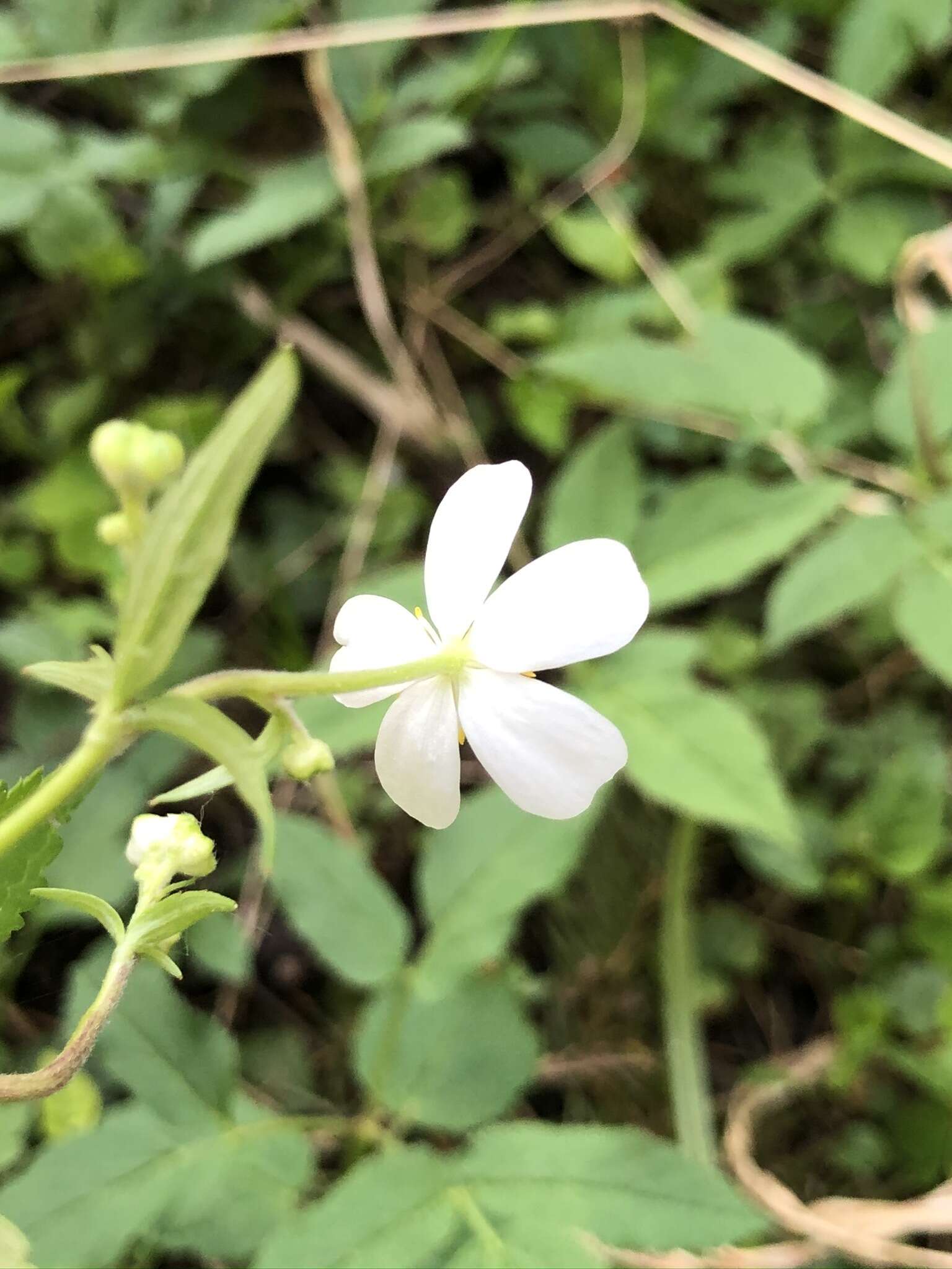 Ranunculus aconitifolius L. resmi