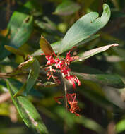 Image of Grevillea victoriae subsp. victoriae