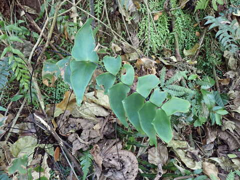 Sivun Adiantum macrophyllum Sw. kuva