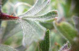 Image of Crataegus orientalis Pall. ex Bieb.