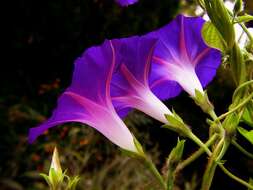 Image of Blue morning glory