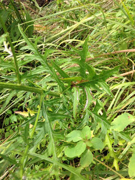 Image of swamp thistle