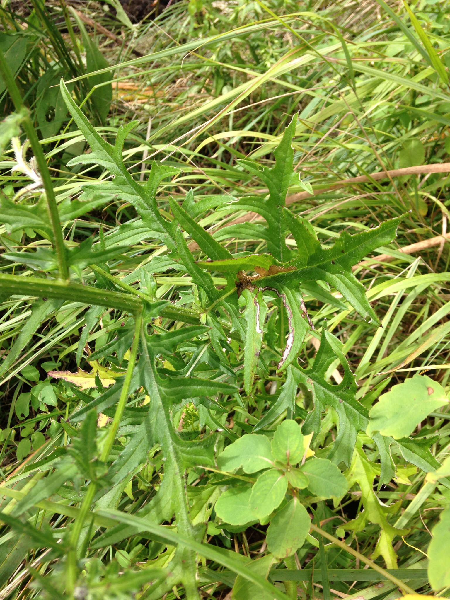 Imagem de Cirsium muticum Michx.