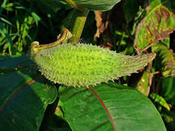 Image of common milkweed