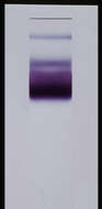 Image de Plasmodium subgen. Laverania