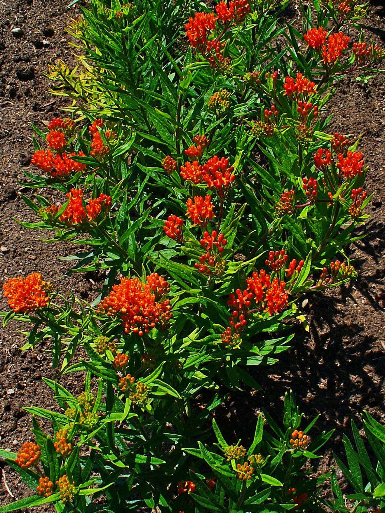 Image of butterfly milkweed