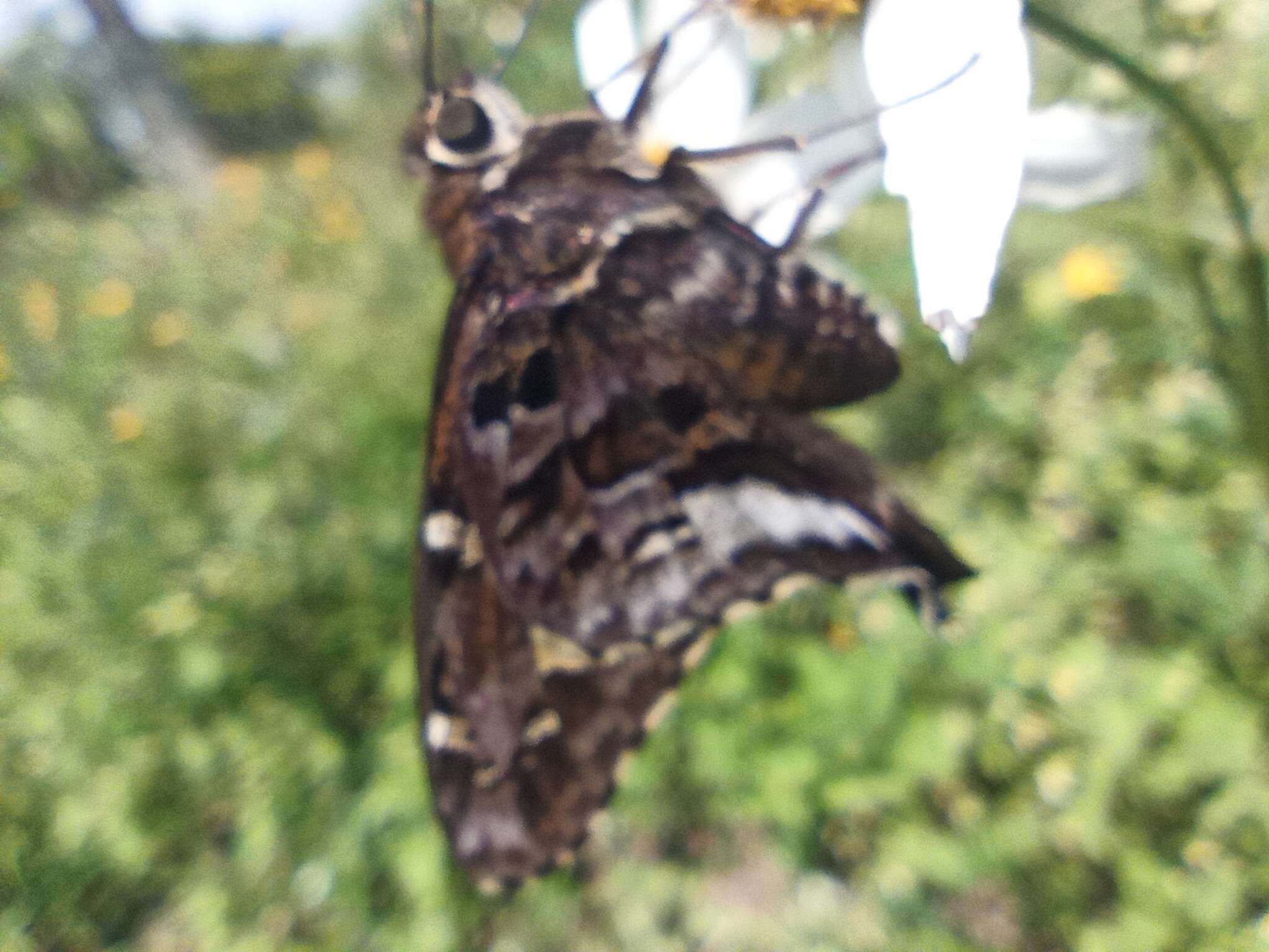 Image of Codatractus carlos Evans 1952