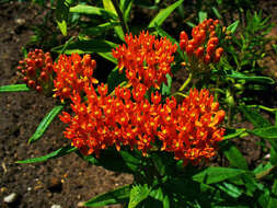 Image of butterfly milkweed