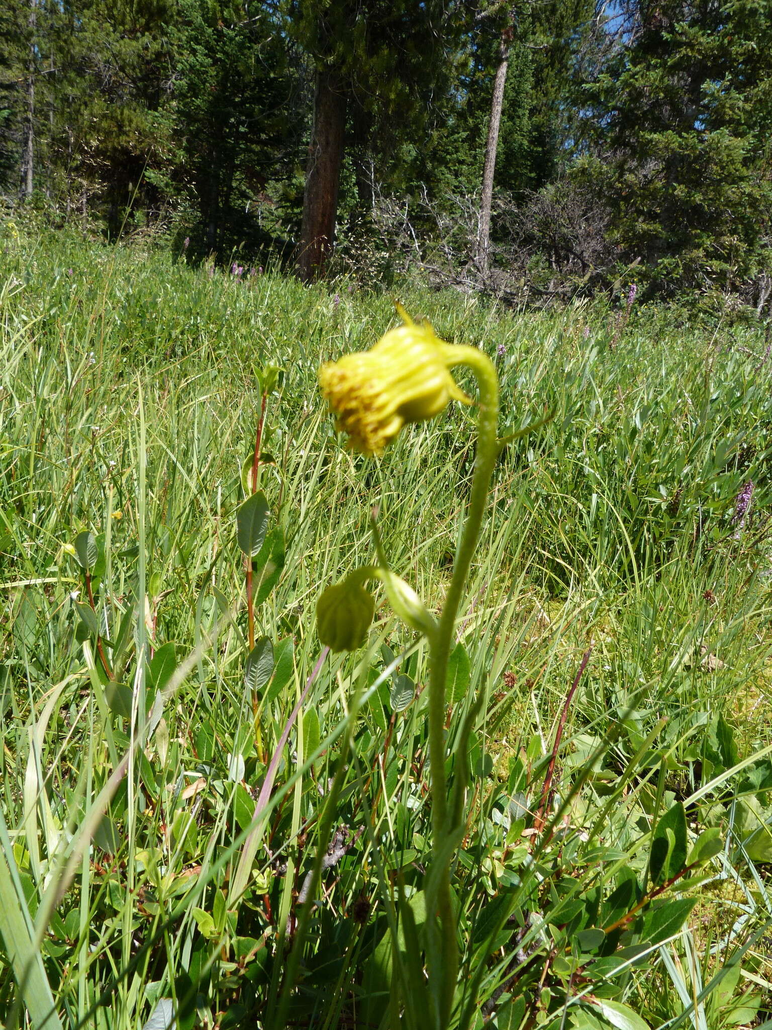 Image of Hall's ragwort