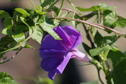 Image of whiteedge morning-glory