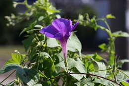 Image of whiteedge morning-glory