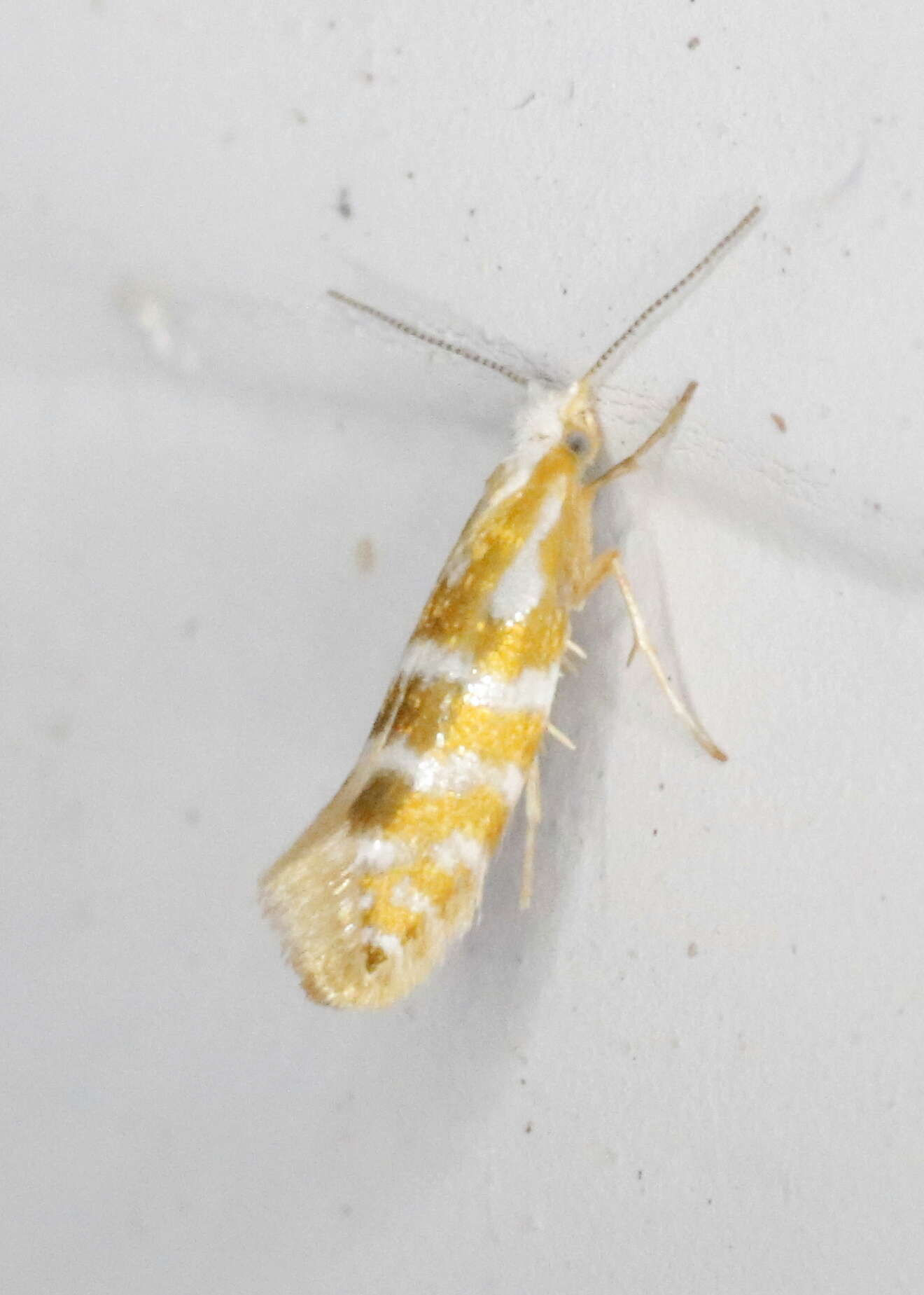 Image of Argyresthia aureoargentella Brower 1953