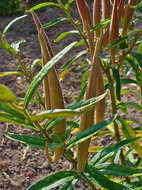 Image of butterfly milkweed