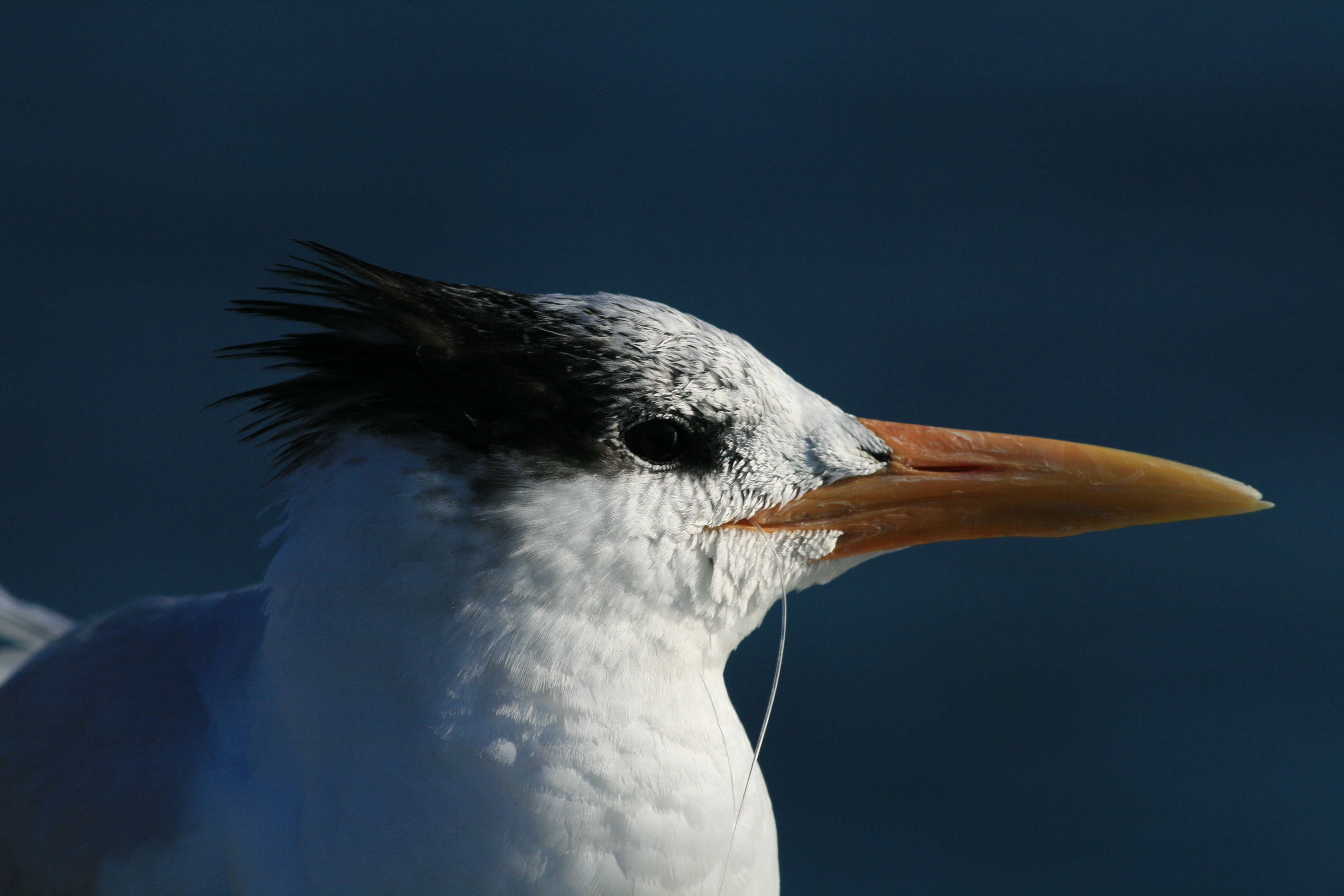 Image of Royal Tern