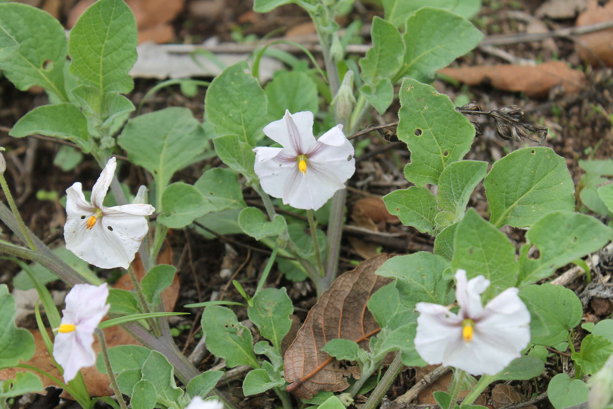 Image of Lycianthes peduncularis (Schltdl.) Bitter