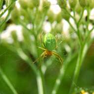 Image of Cucumber green spider