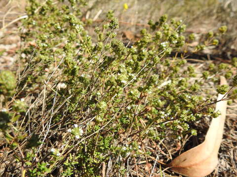 Sivun Thymus capitellatus Hoffmanns. & Link kuva