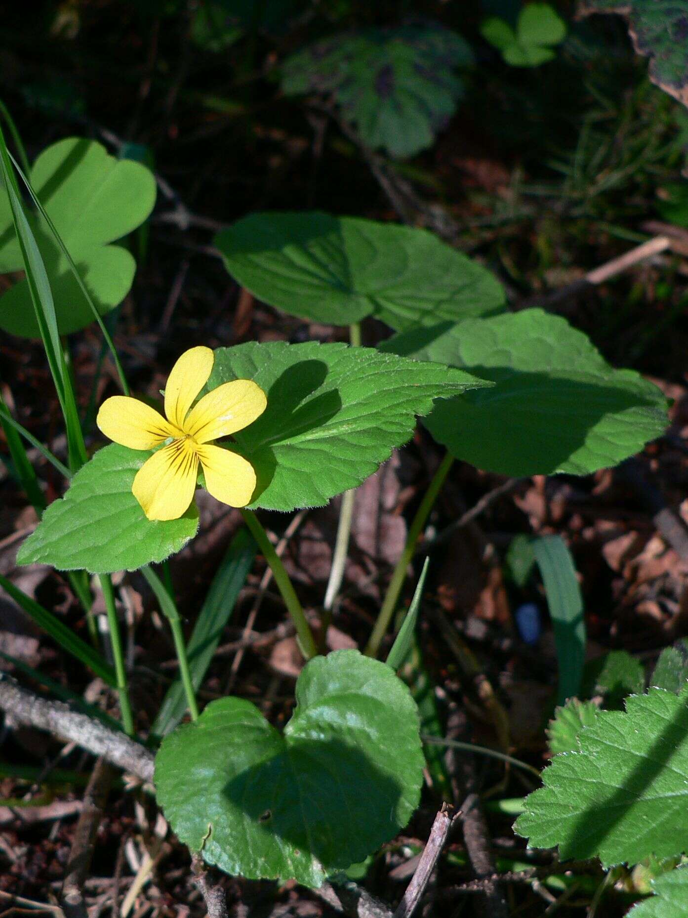 Image of Pioneer Violet