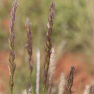 Image of purple needlegrass