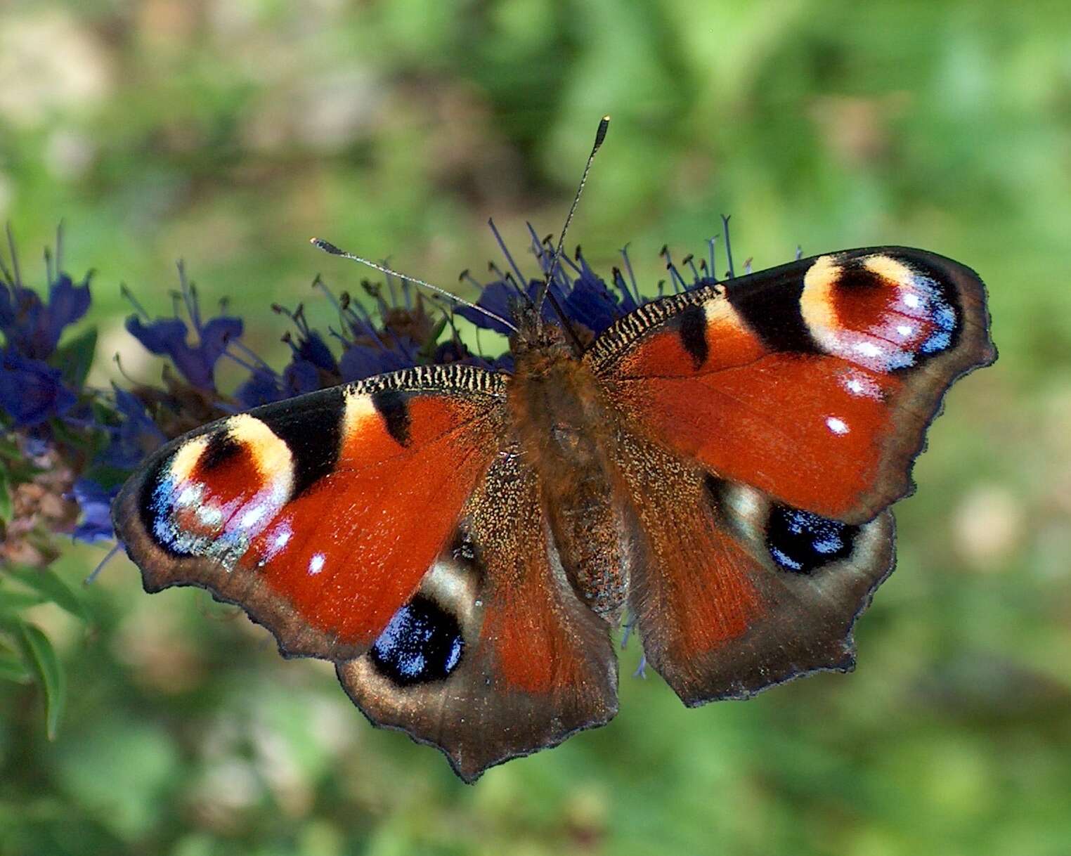 Image of Aglais io