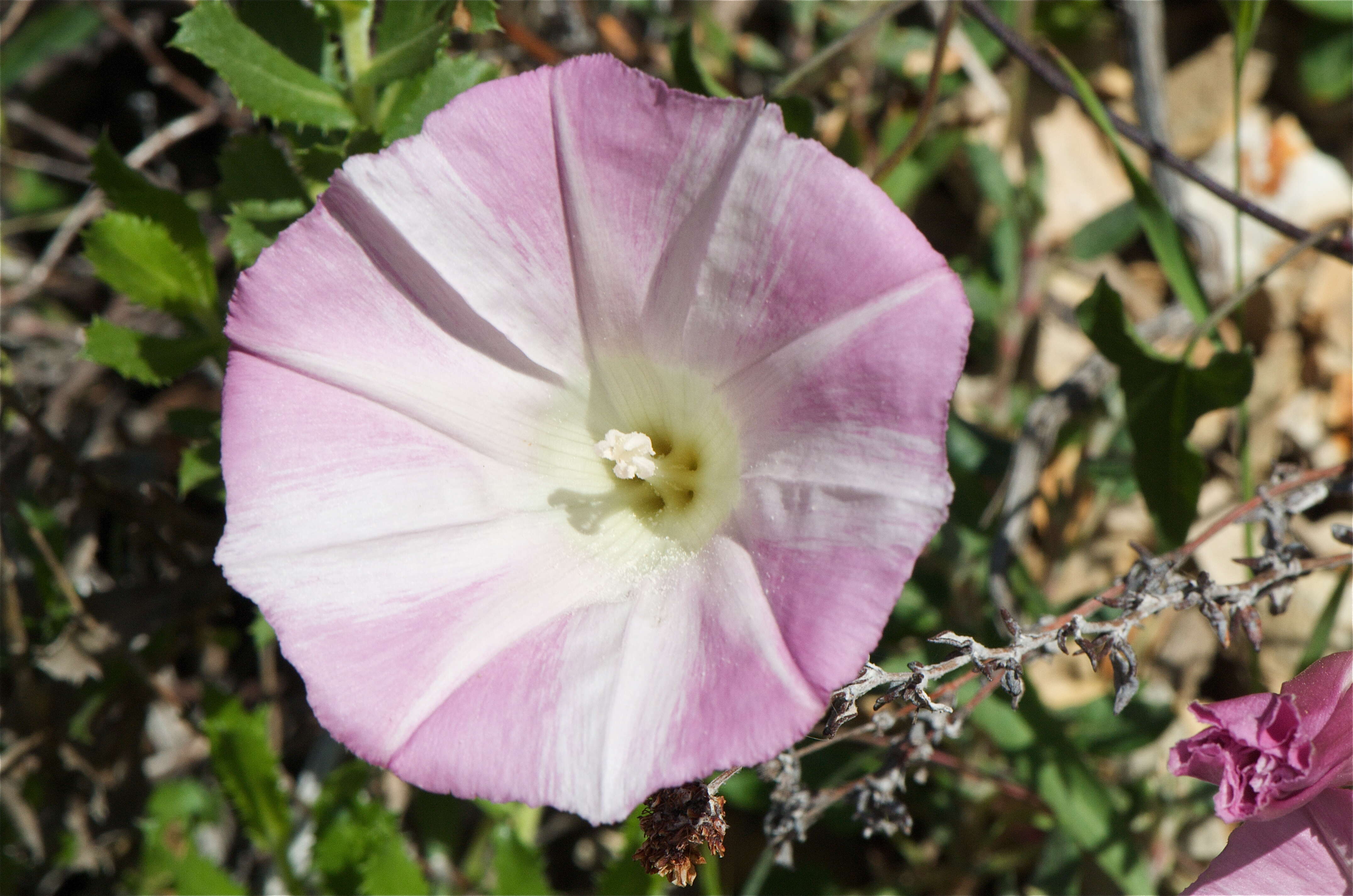 صورة Calystegia macrostegia (Greene) Brummitt