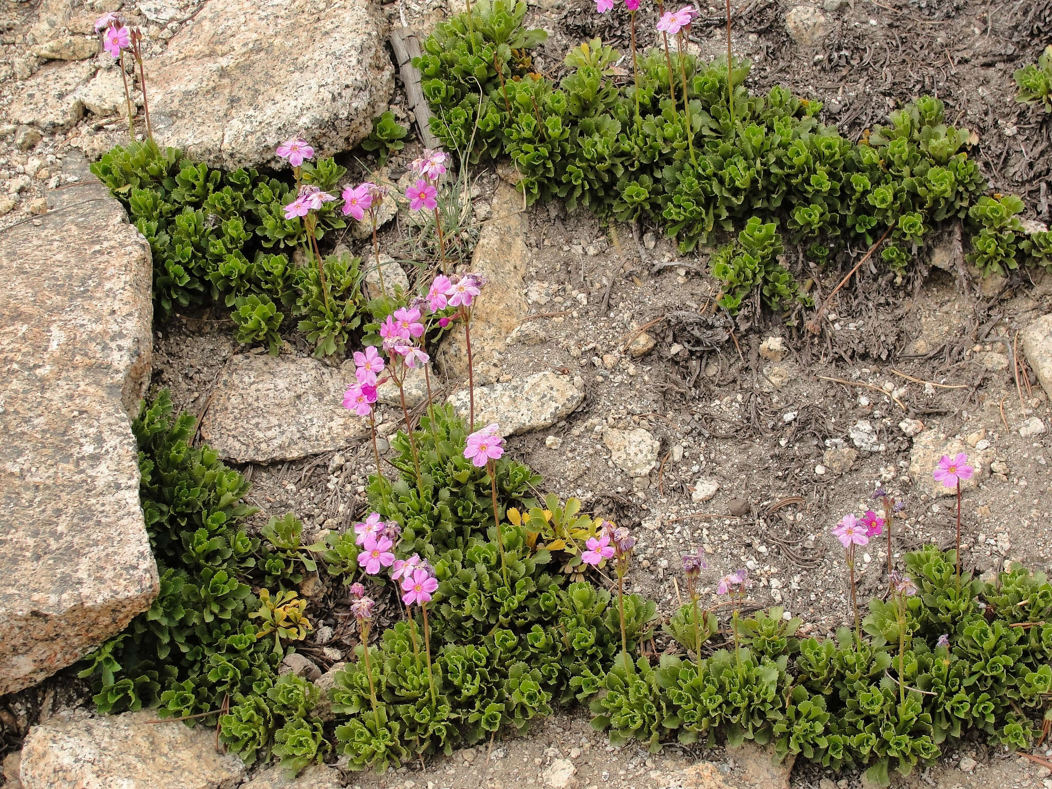 Plancia ëd Primula suffrutescens A. Gray