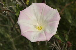 صورة Calystegia macrostegia (Greene) Brummitt