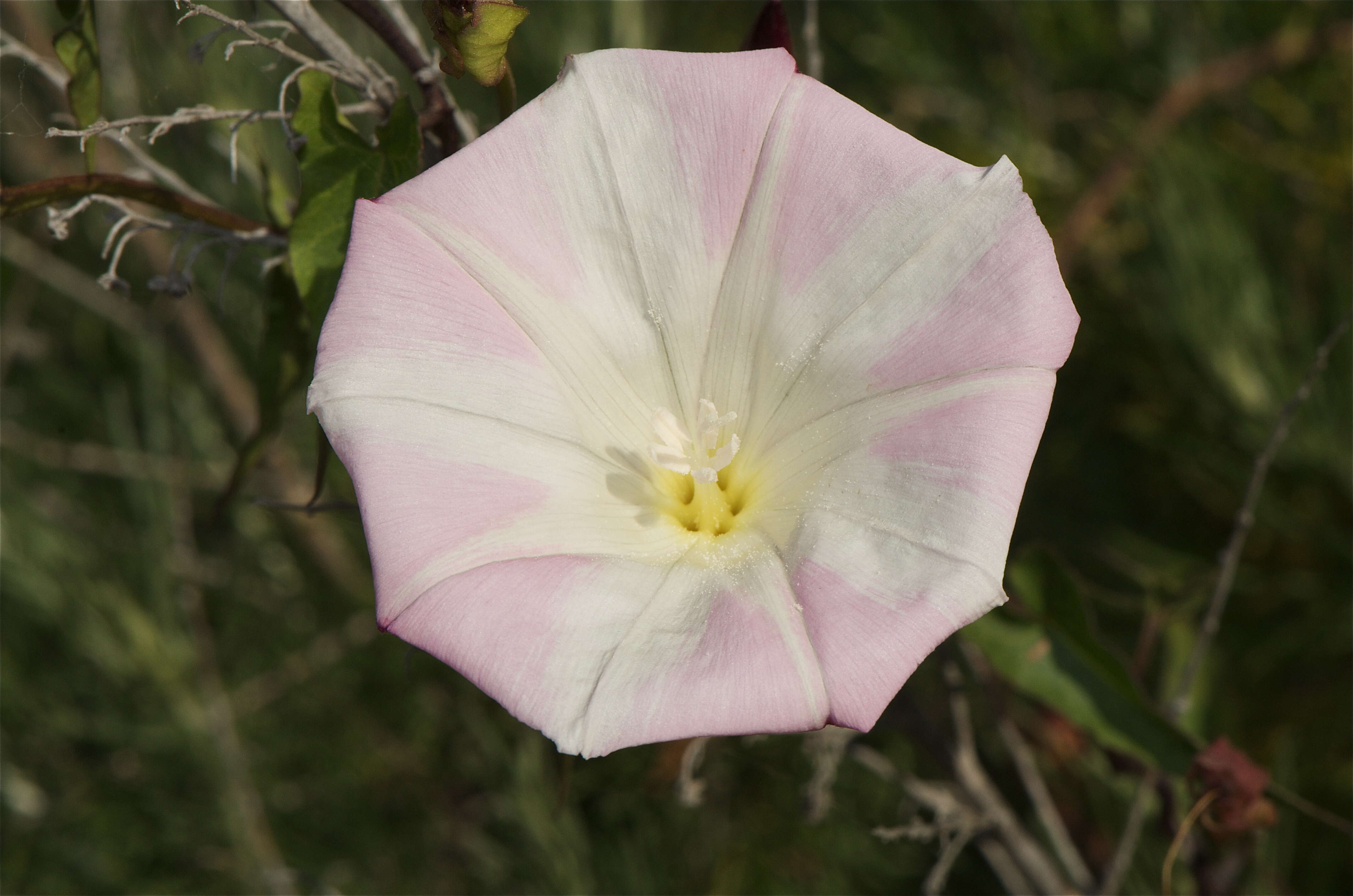 صورة Calystegia macrostegia (Greene) Brummitt